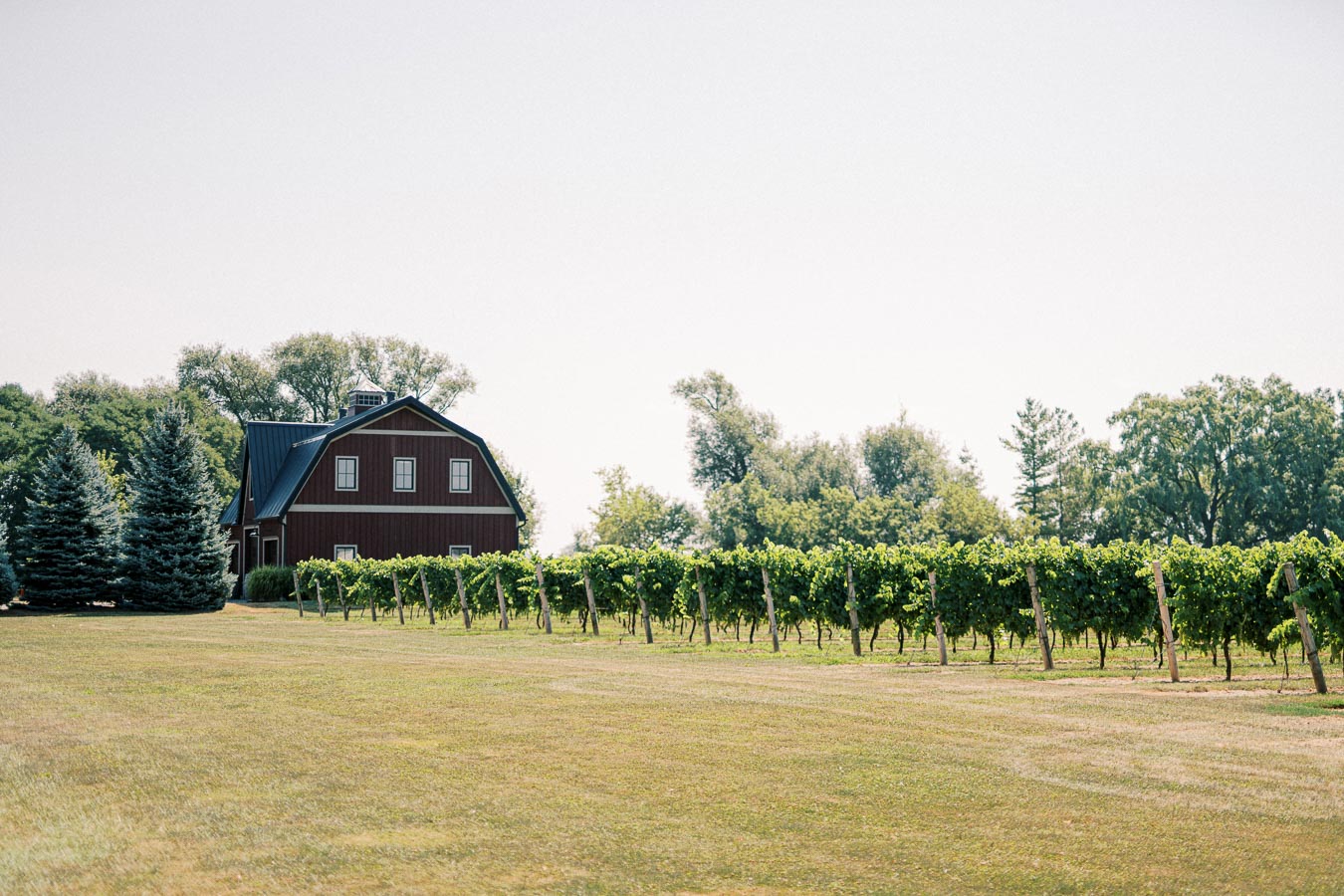 Scenic view of a vineyard with a rustic red barn and lush green grapevines under a clear sky, surrounded by trees.