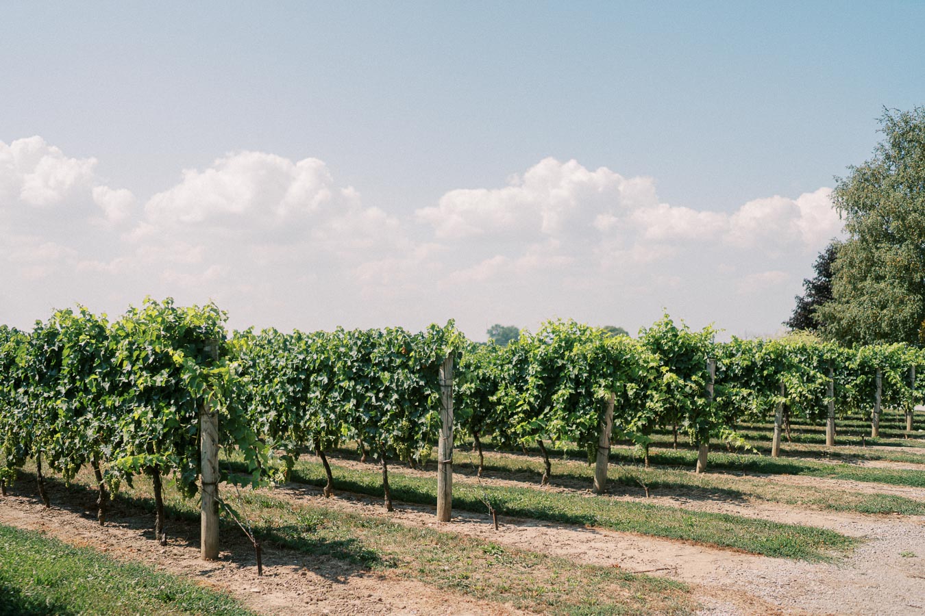 Rows of lush grapevines in a vineyard under a clear blue sky, showcasing the scenic landscape and agriculture.