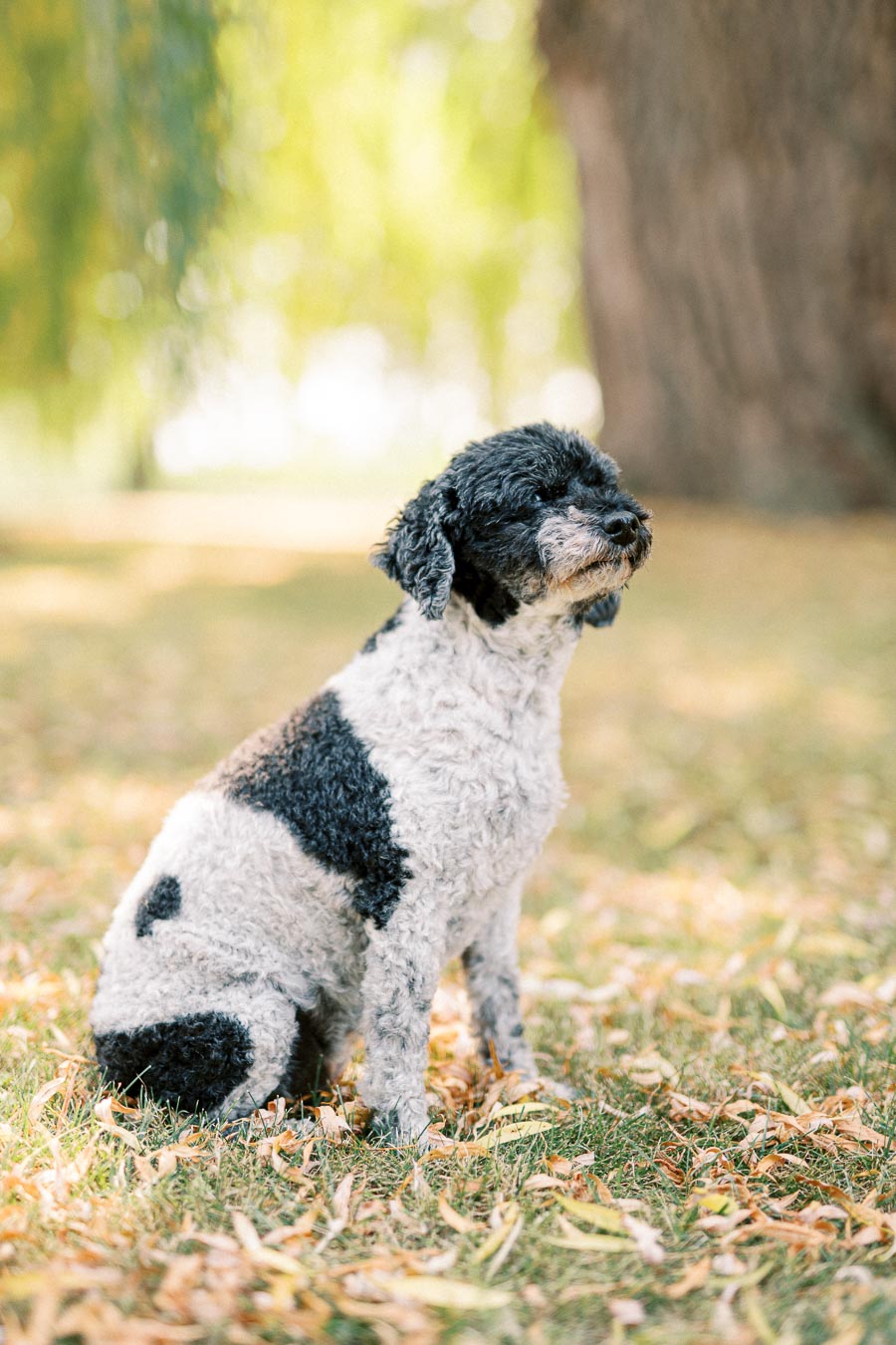 A black and white fluffy dog sitting in a grassy park surrounded by autumn leaves, with a blurred background of trees on a sunny day.