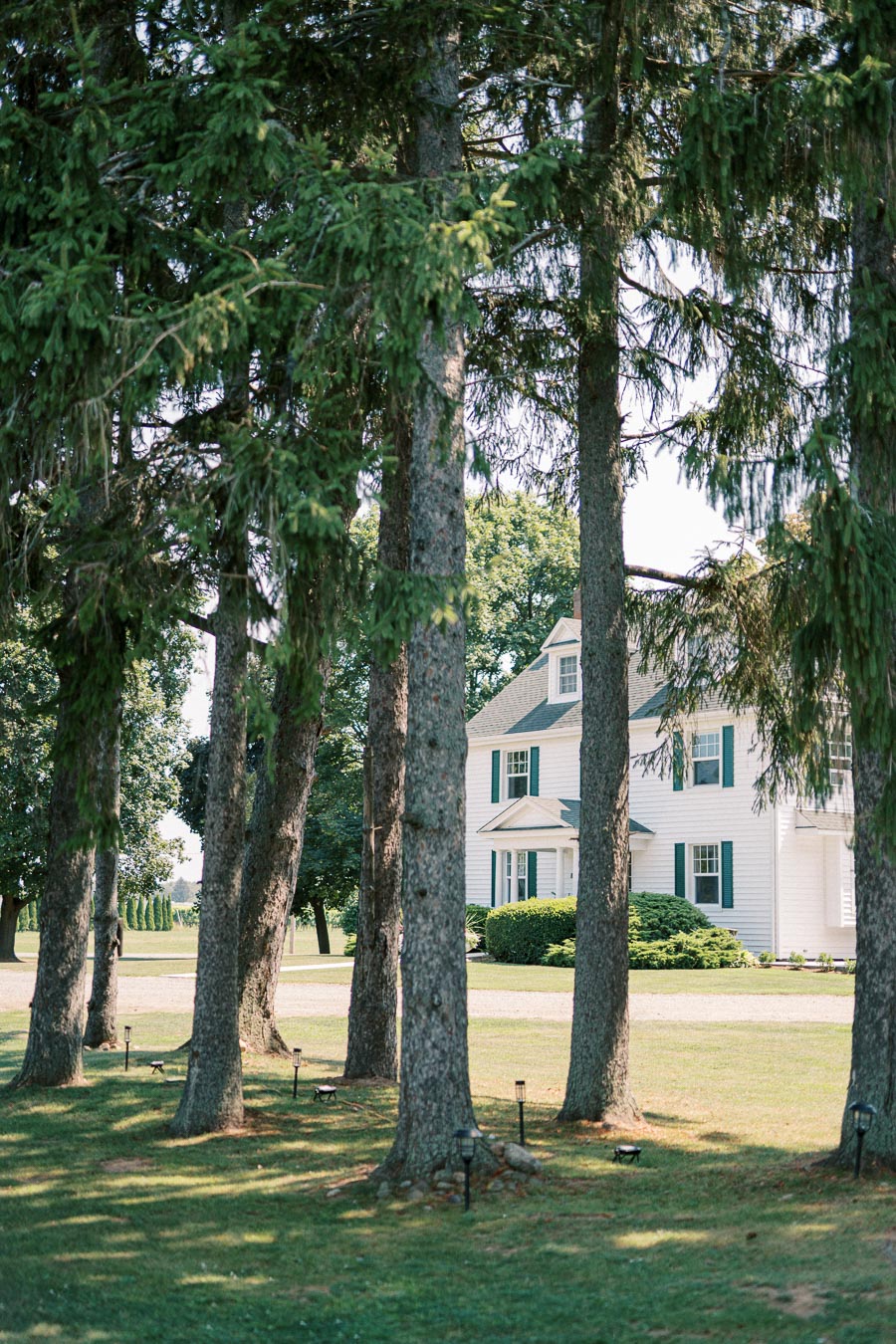 Charming white house with green shutters partially obscured by tall pine trees in a serene garden setting.