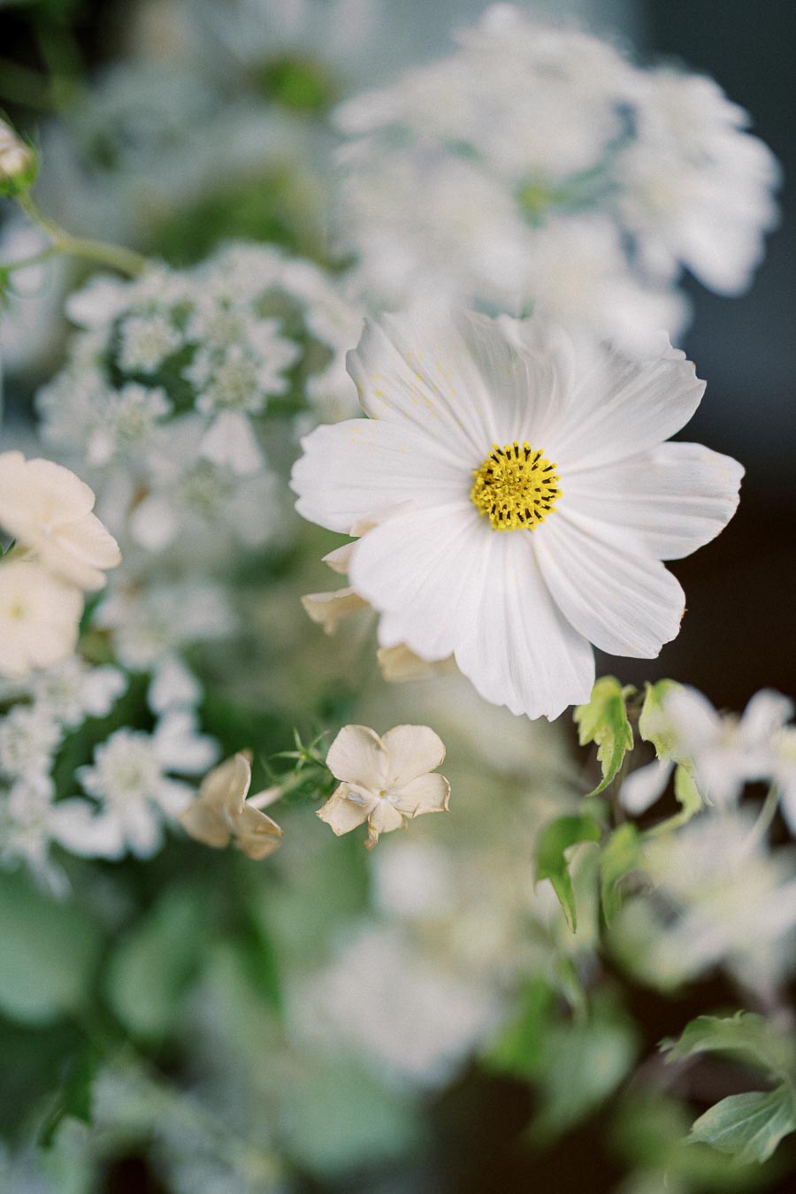 Close-up of delicate white flowers with yellow centers and soft, blurred green foliage in the background, showcasing the beauty of nature.