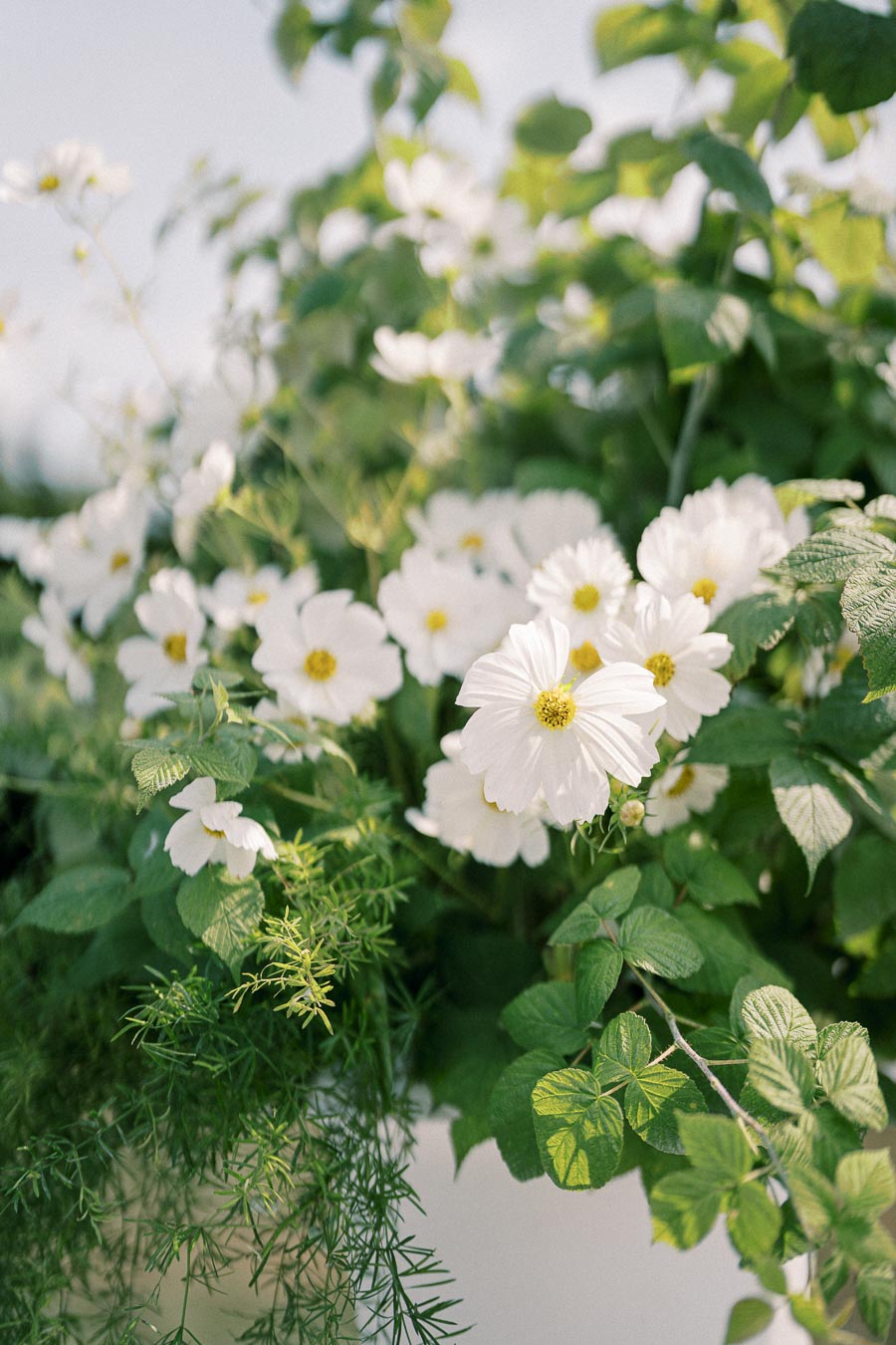 Close-up of delicate white cosmos flowers with green foliage in soft sunlight, highlighting the vibrant yellow centers, creating a serene garden scene.