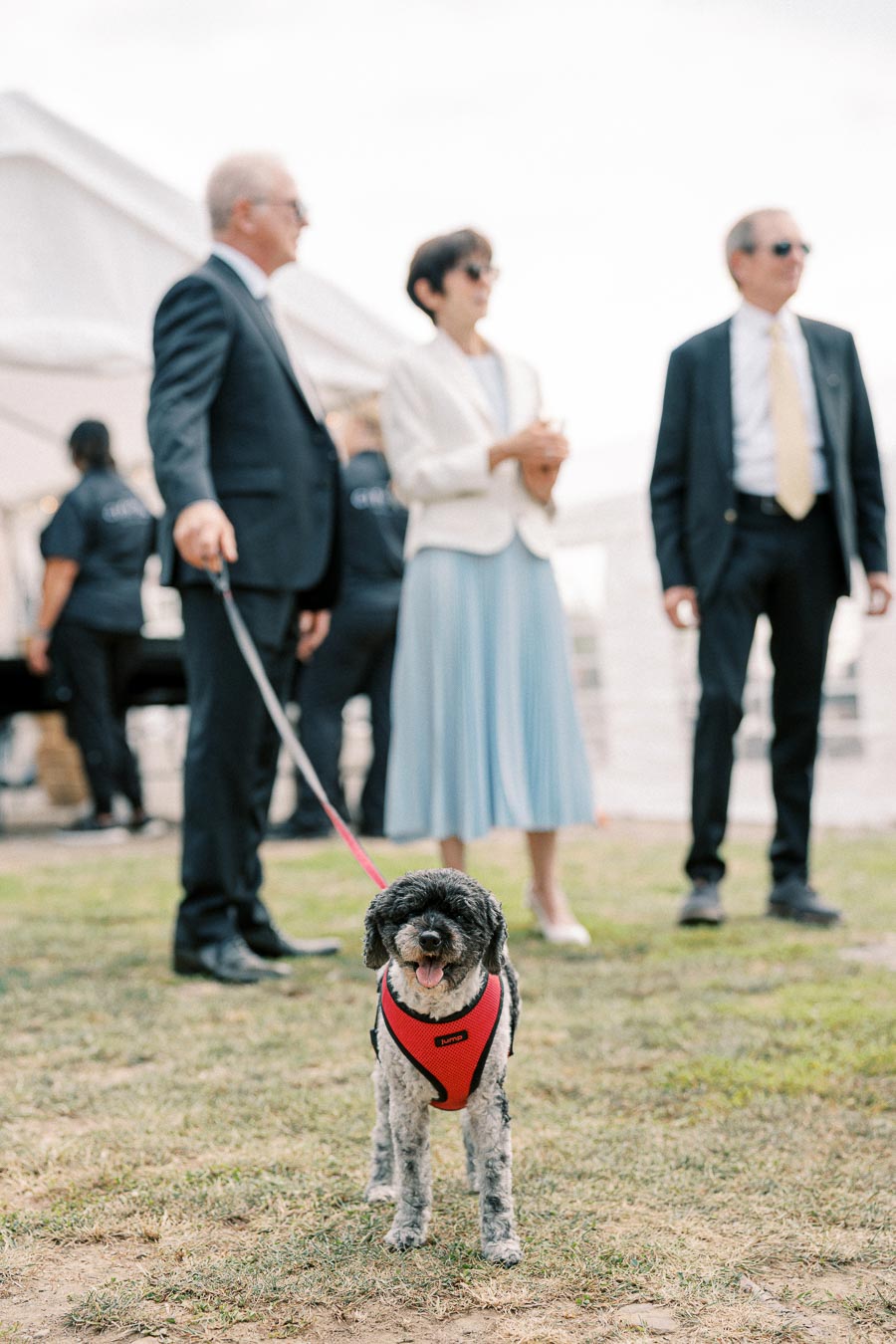 A small black and white dog wearing a red harness stands on a grassy area, with three people dressed in formal attire in the background at an outdoor event.