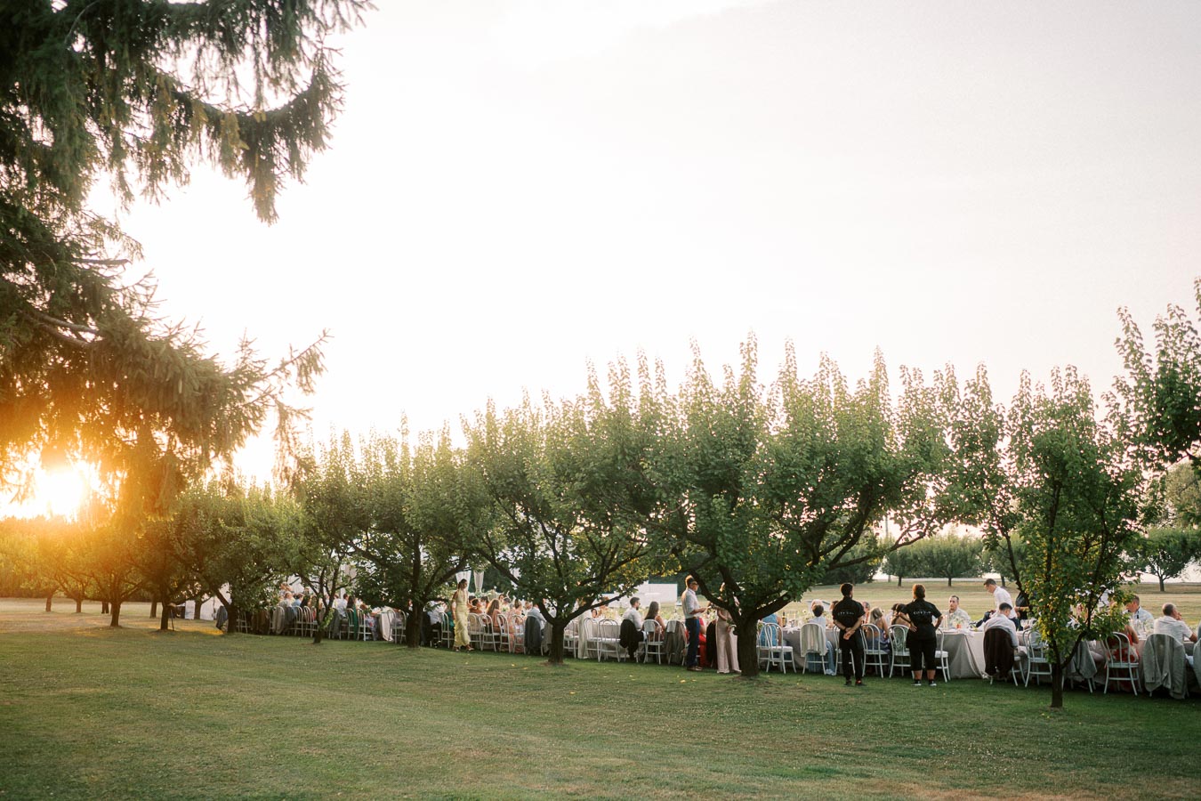 Outdoor wedding reception under a row of trees at sunset, featuring guests seated at elegantly arranged tables surrounded by lush greenery and soft, natural lighting.