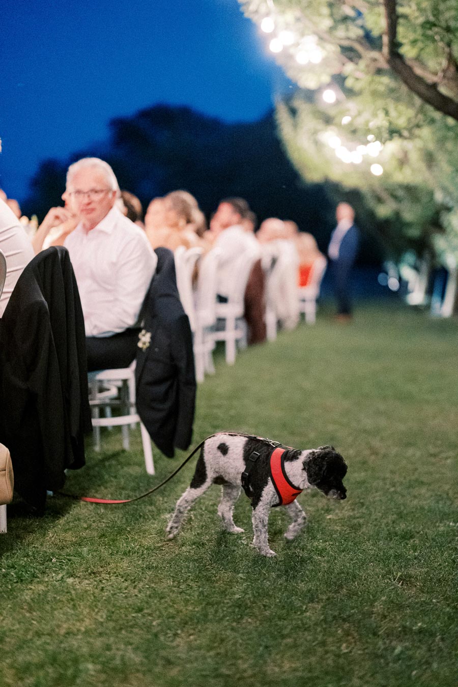 Evening outdoor event with people seated at decorated tables, illuminated by string lights, and a small dog in a red harness walking on the grass.