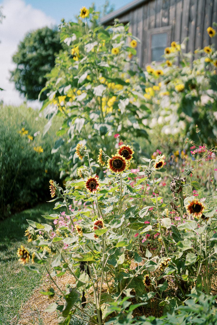 A vibrant garden scene with blooming sunflowers and various wildflowers in a sunny outdoor setting, wooden building in the background, embodying a serene and natural landscape.