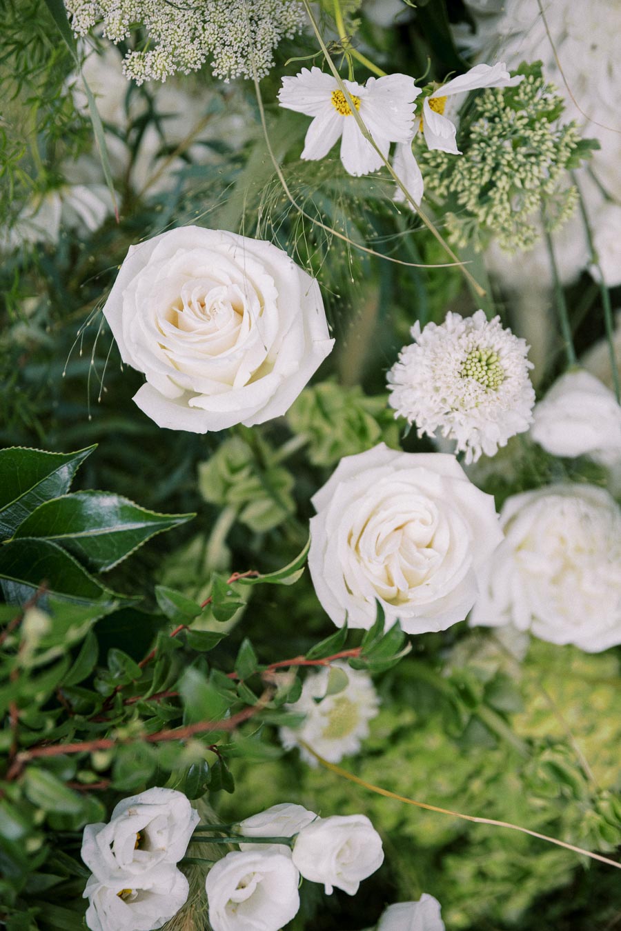 Close-up view of a lush garden featuring white roses and delicate greenery, showcasing vibrant foliage and fresh blooms in a natural setting.