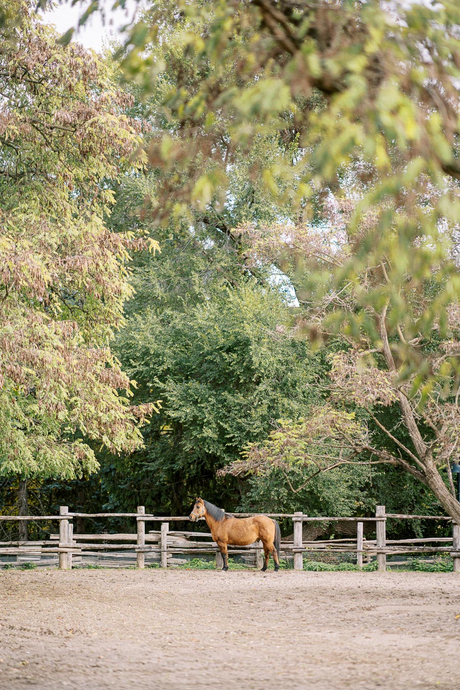 A brown horse standing in a serene, tree-lined paddock with wooden fencing, surrounded by lush greenery and a soft dirt ground.