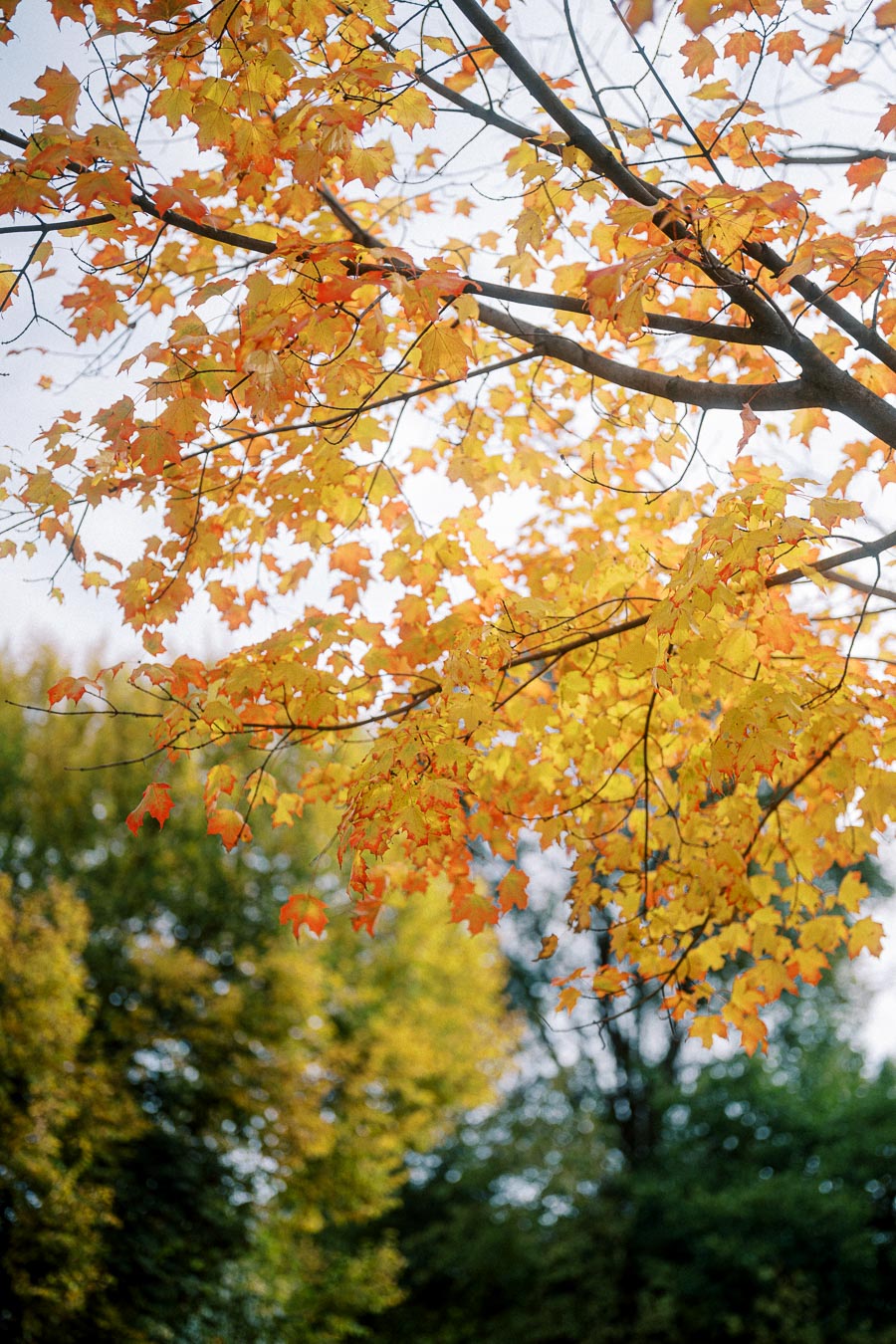 Close-up of vibrant autumn leaves in shades of orange and yellow on a tree branch against a clear sky, signifying the beauty of fall foliage in a forest setting.