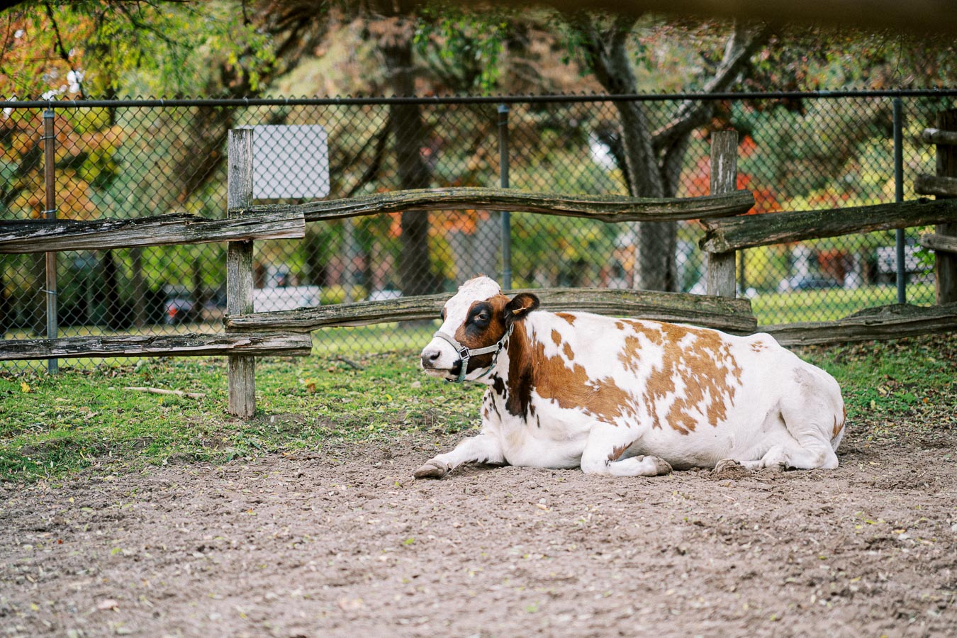 Brown and white cow lying on the ground in a fenced area, surrounded by greenery and trees.