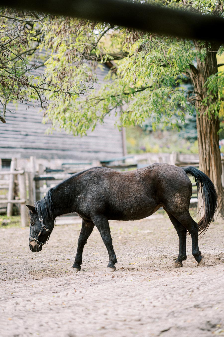 Dark horse grazing in a peaceful outdoor enclosure surrounded by green leafy trees and rustic wooden fences.