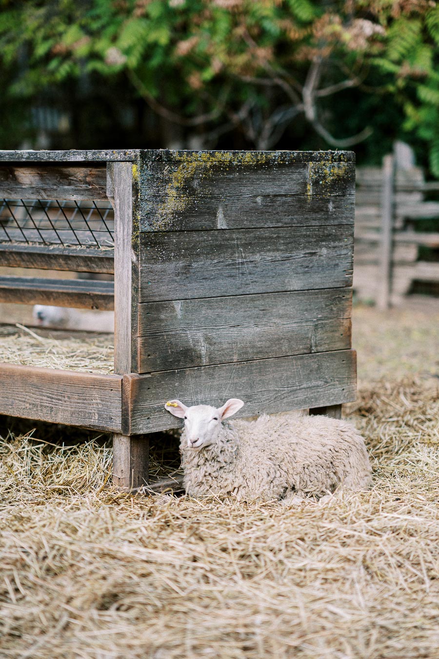 Fluffy sheep resting on straw beside a rustic wooden feeder in a farm setting, surrounded by greenery.