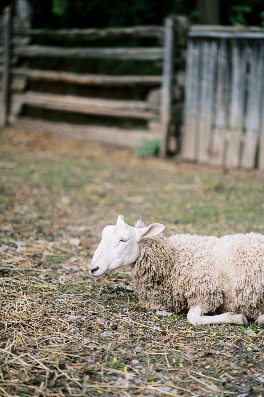 Sheep resting on grassy ground near a rustic wooden fence in a rural setting.