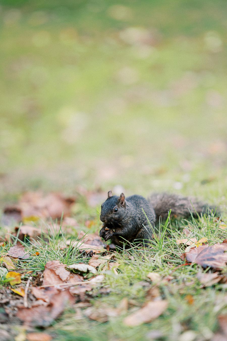 Black squirrel eating on grass, surrounded by fallen autumn leaves.