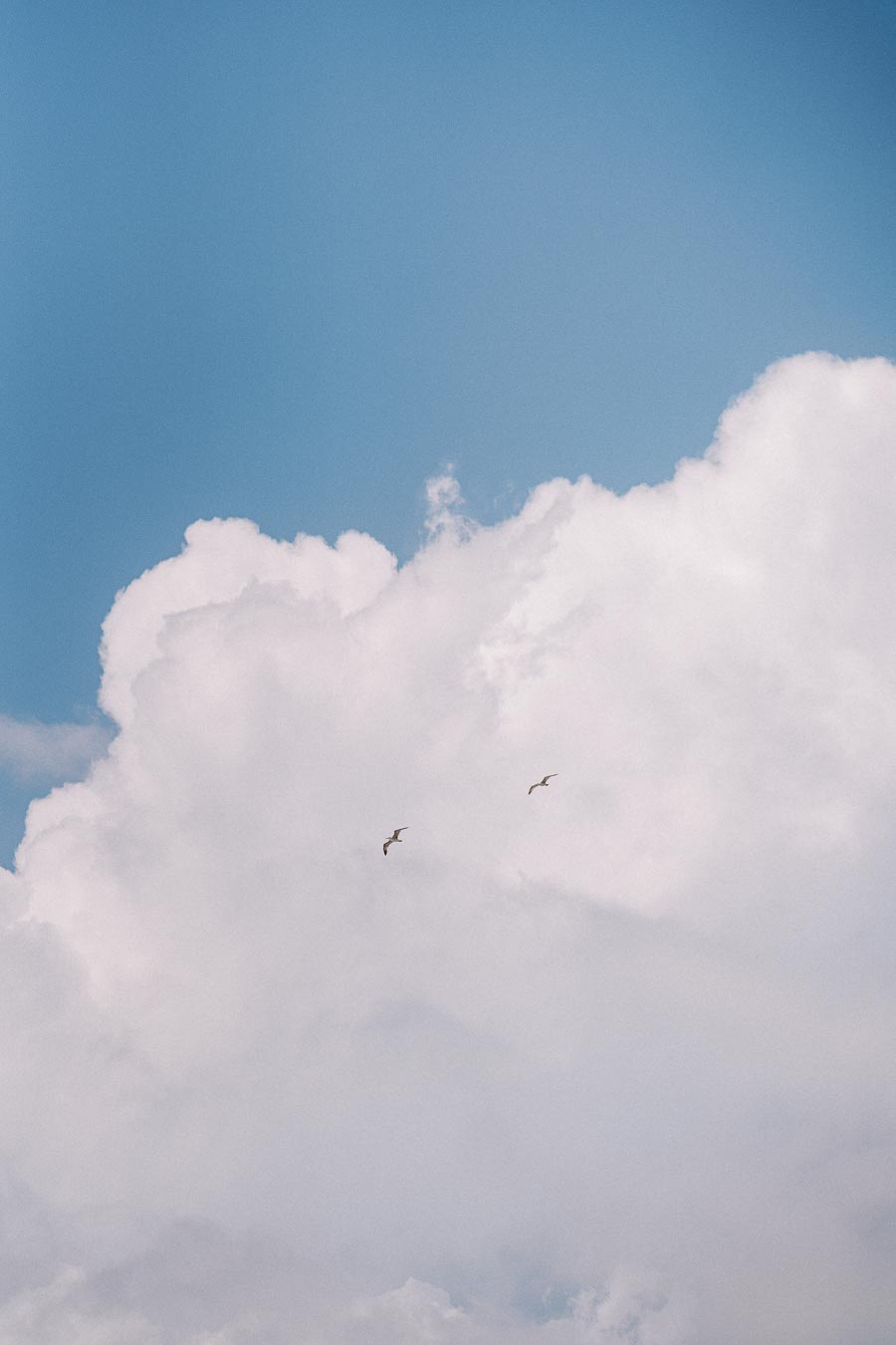 Two birds soaring against a backdrop of fluffy white clouds and clear blue sky