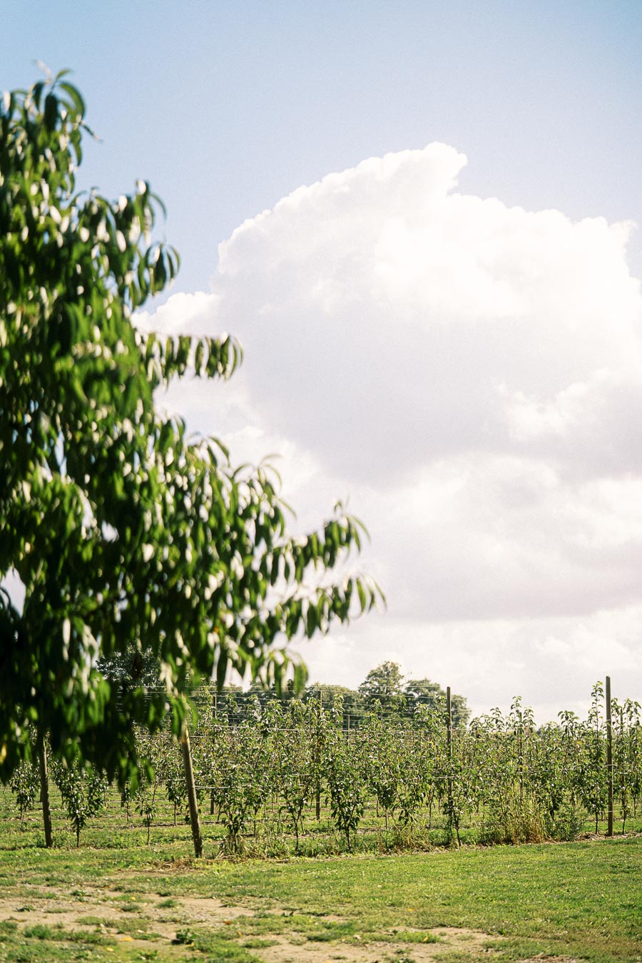 Lush orchard with green trees under a cloudy blue sky.