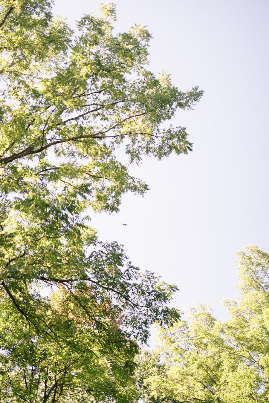 Lush green tree branches with sunlit leaves against a clear blue sky.