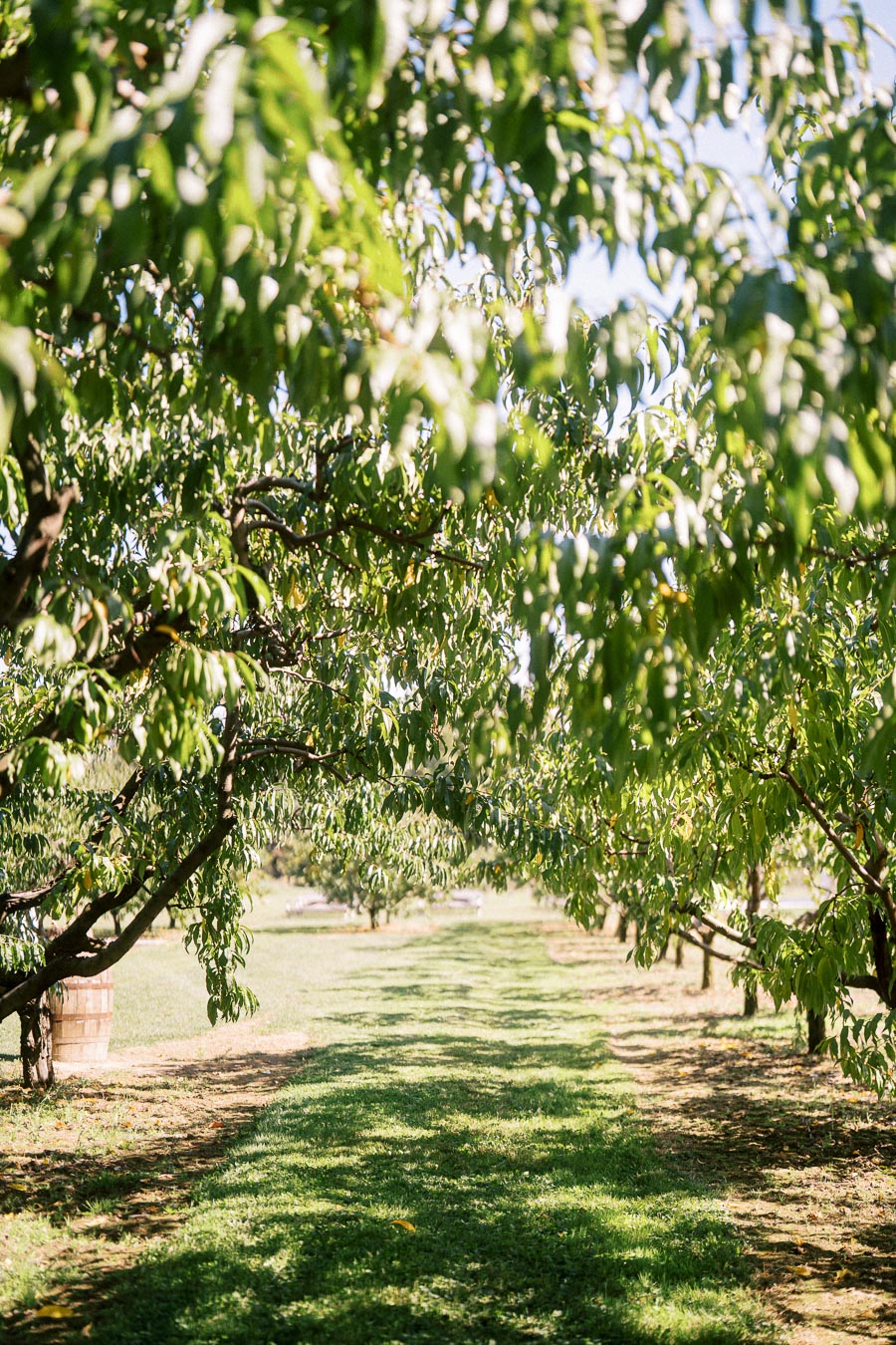 Orchard view with lush green tree canopy and sunlight casting shadows on the grass pathway.