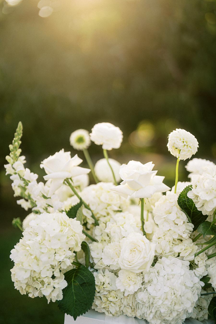 Luxurious bouquet of white roses and hydrangeas captured under soft sunlight, ideal for weddings or elegant garden celebrations.