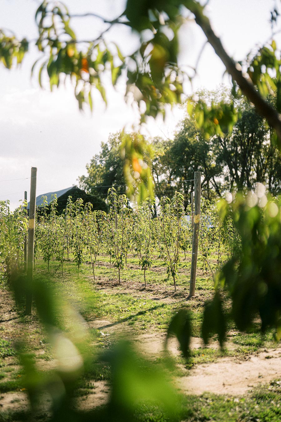 Lush orchard with young trees under a clear sky, surrounded by green foliage and a wooden fence, conveying a serene and natural environment.