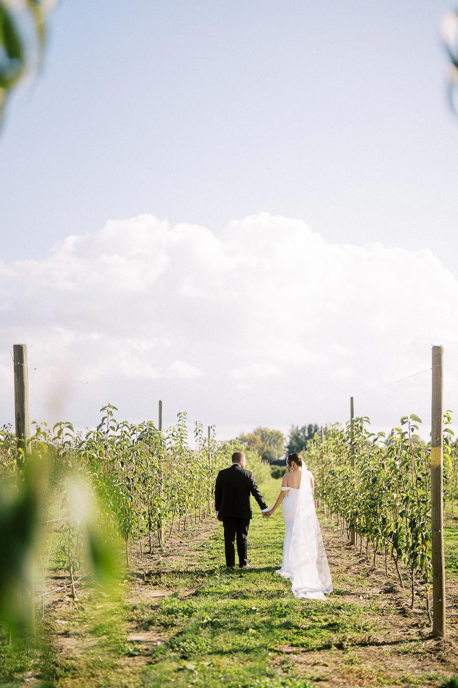 Bride and groom holding hands walking through a vineyard on their wedding day, surrounded by rows of green plants under a clear blue sky.