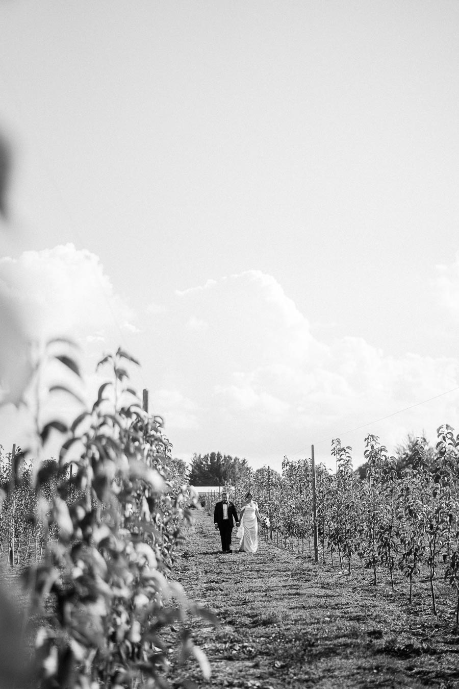Black and white photo of a bride and groom walking hand in hand through a scenic orchard path, surrounded by young trees under a bright sky, capturing a serene and romantic moment.