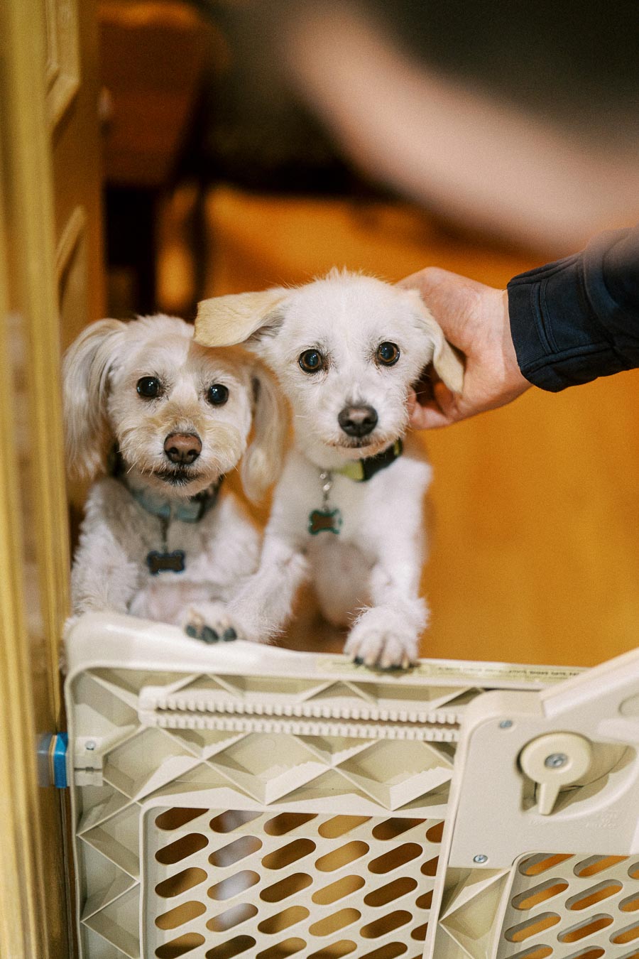 Two small white dogs with collars standing behind a baby gate, one being gently petted, in a cozy indoor setting.