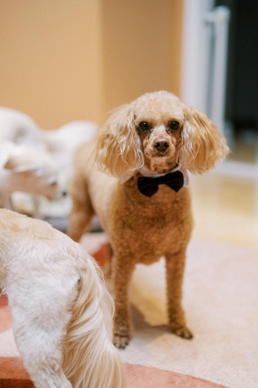 A brown poodle with a black bow tie standing on a carpet in a home environment.