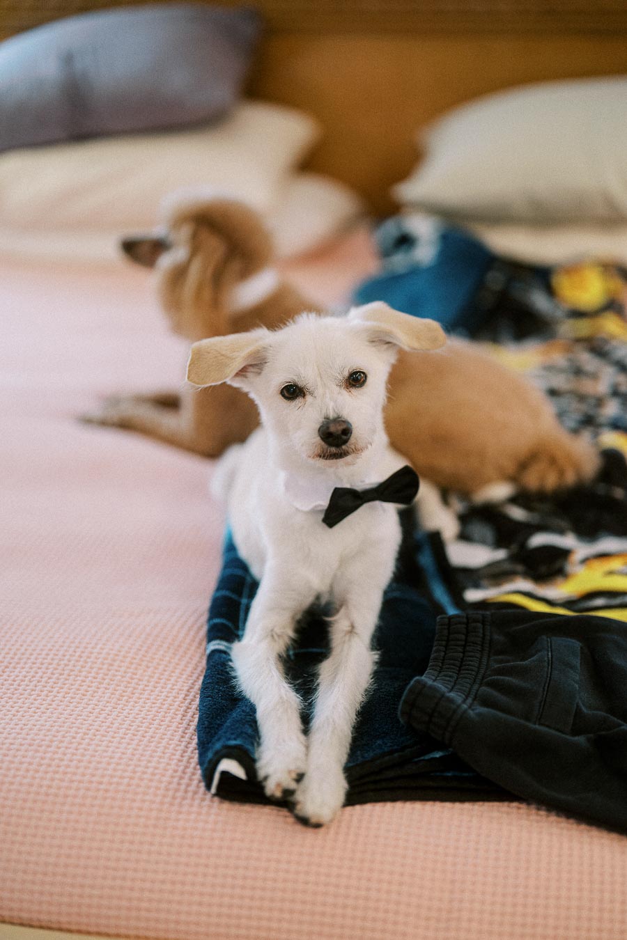 Cute white dog wearing a black bow tie lying on a bed with a cozy blanket, in a home setting with another dog in the
