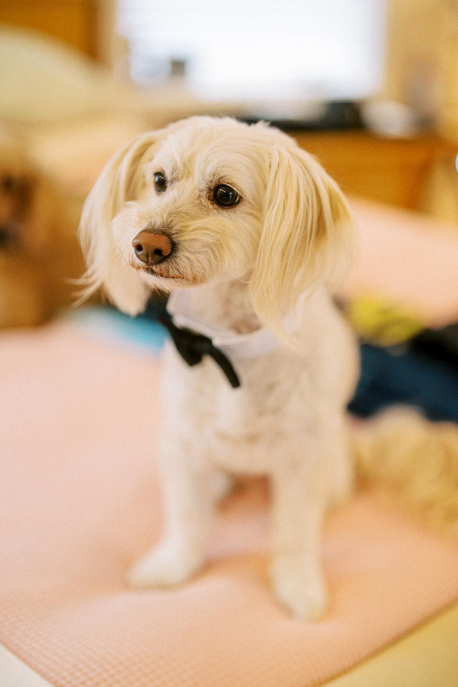 Adorable small dog wearing a black bow tie, sitting on a beige bedspread in a cozy indoor setting.