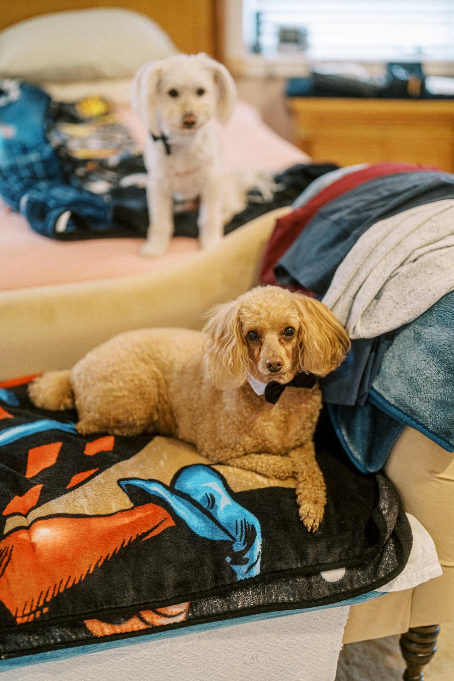 Two cute dogs relaxing indoors: A small white dog stands on a bed while a tan dog with a bowtie relaxes on a colorful