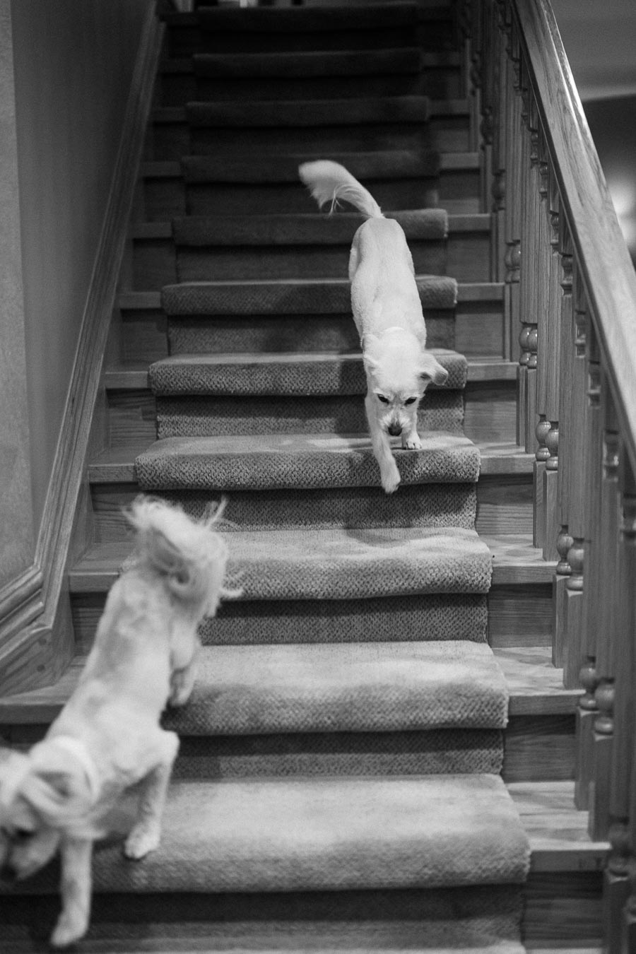 Two small dogs playfully descending a carpeted staircase in a black and white photo, showcasing a lively indoor scene.