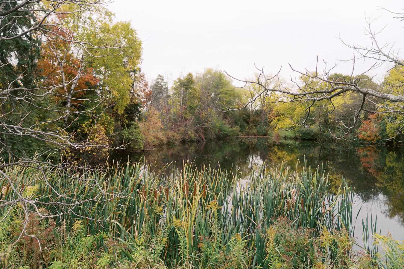 A serene pond surrounded by lush greenery and autumn-colored trees, with tall reeds in the foreground under a cloudy sky.