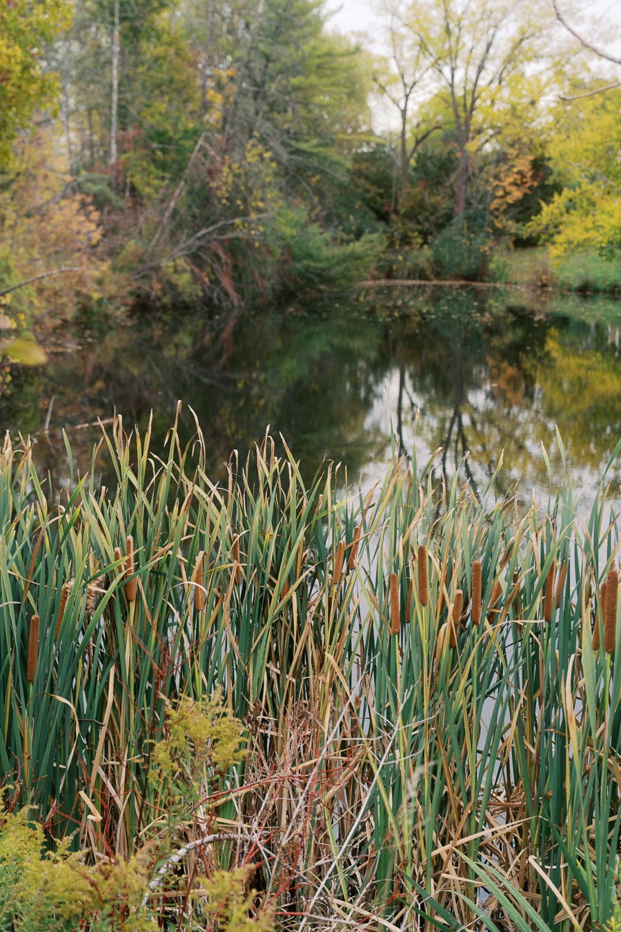 Tall green cattails by a tranquil pond with lush trees and autumn foliage reflecting on the water's surface.