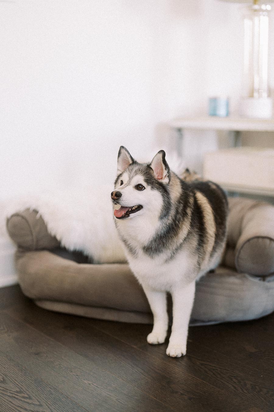 Fluffy Siberian Husky standing next to a cozy dog bed in a stylish living room setting.