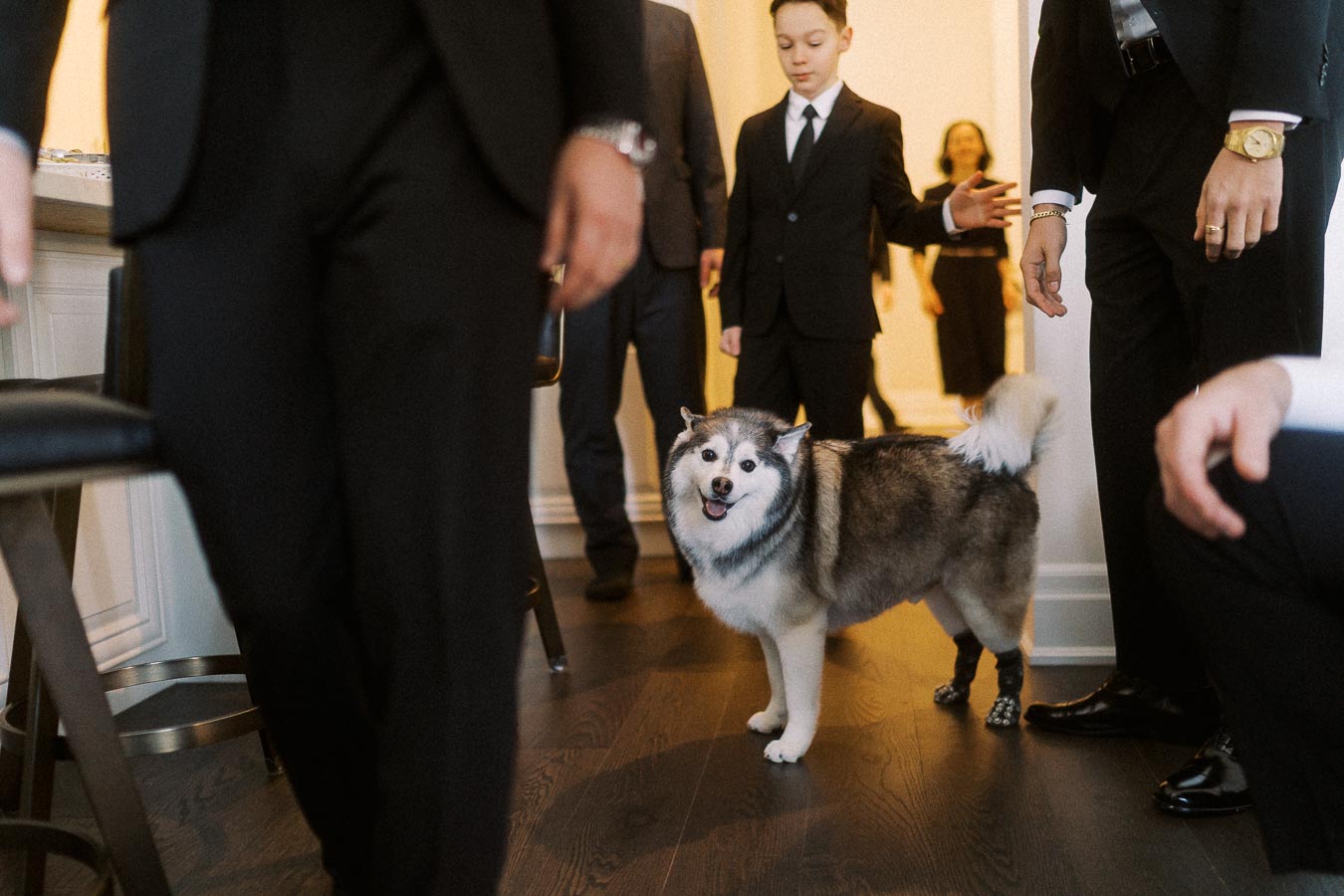 Friendly dog in a room with people dressed in formal suits, creating a welcoming atmosphere at a social gathering.