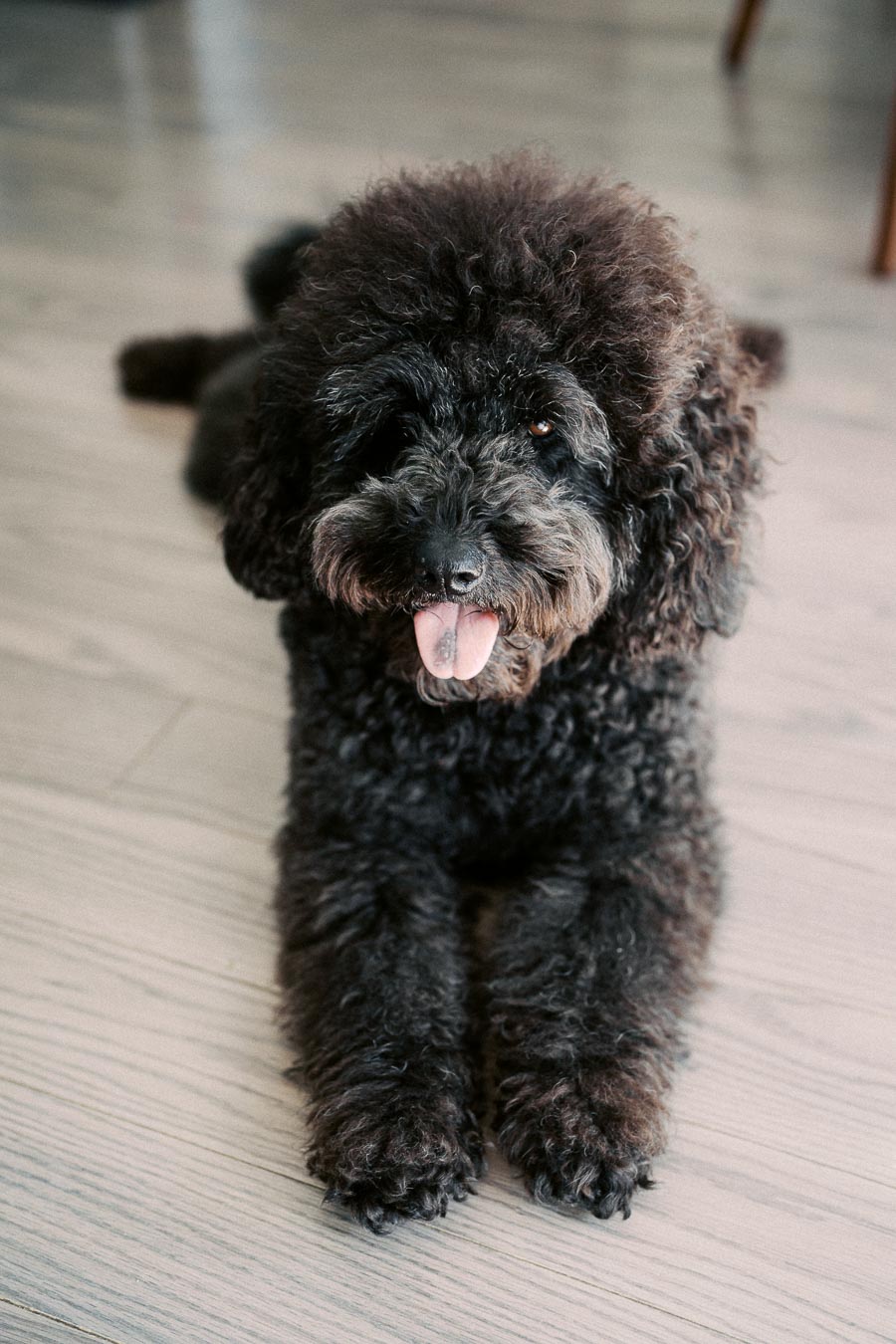 Fluffy black poodle lying on wooden floor with tongue out, conveying a playful and cheerful demeanor.