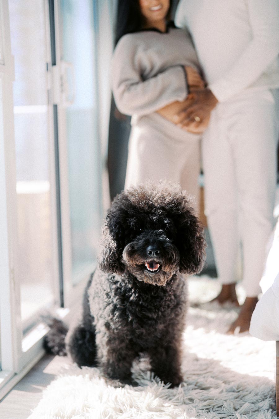 A happy black poodle sitting on a cozy white rug in a bright room, with a couple embracing in the background.