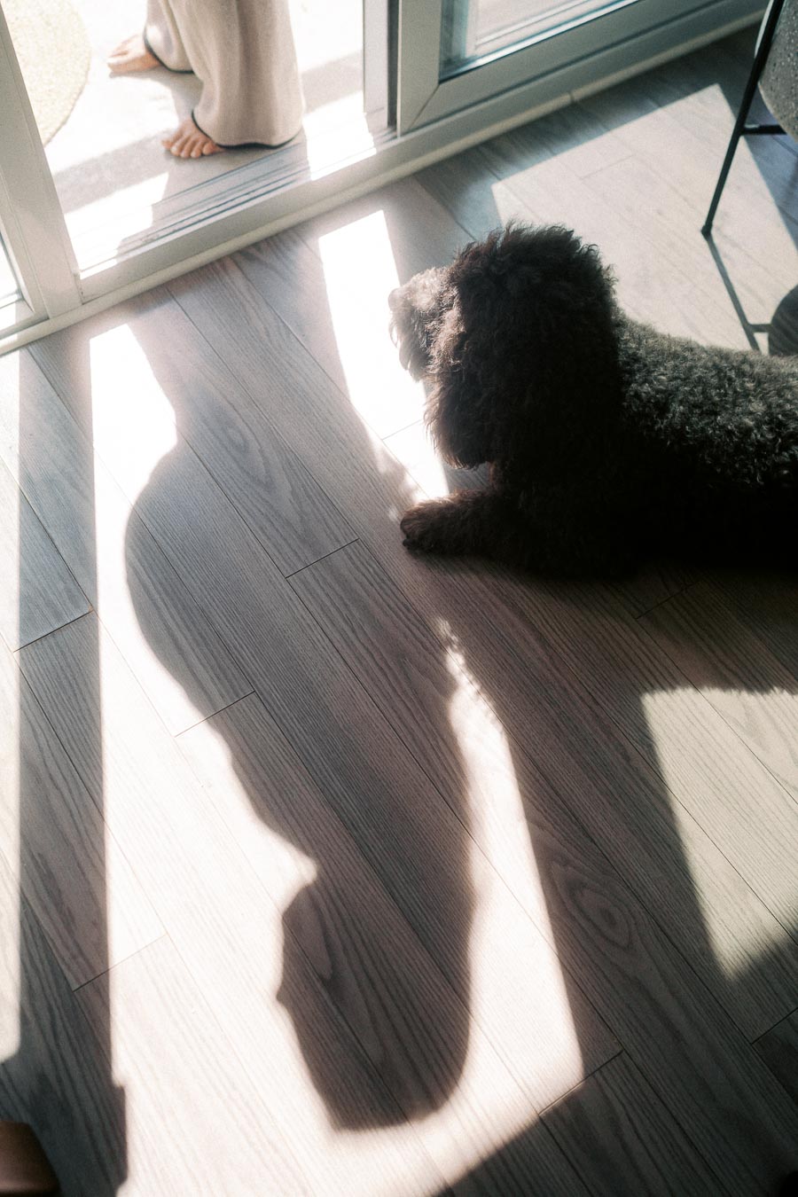 A fluffy black dog lounges on a sunlit wooden floor, casting a shadow by a glass door, with a person's feet visible on the other side.