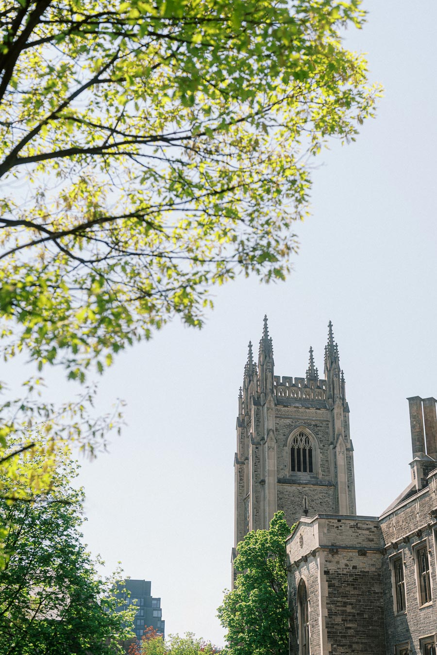 Historic stone tower of University of Toronto framed by green spring leaves and bright sunlight against a clear sky.