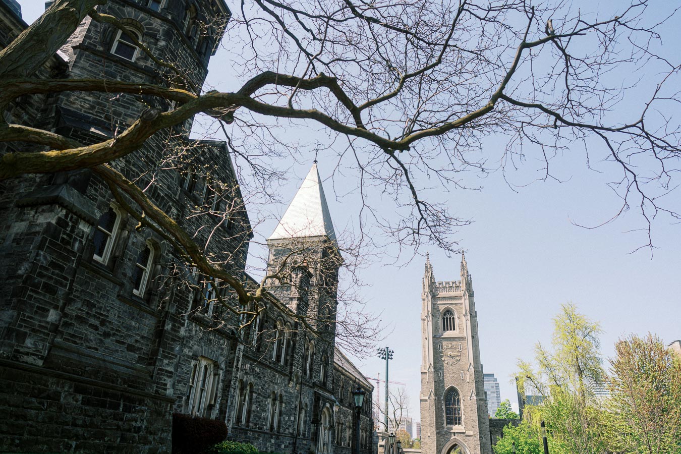 Historic stone buildings and church tower at University of Toronto framed by budding tree branches on a clear spring day.
