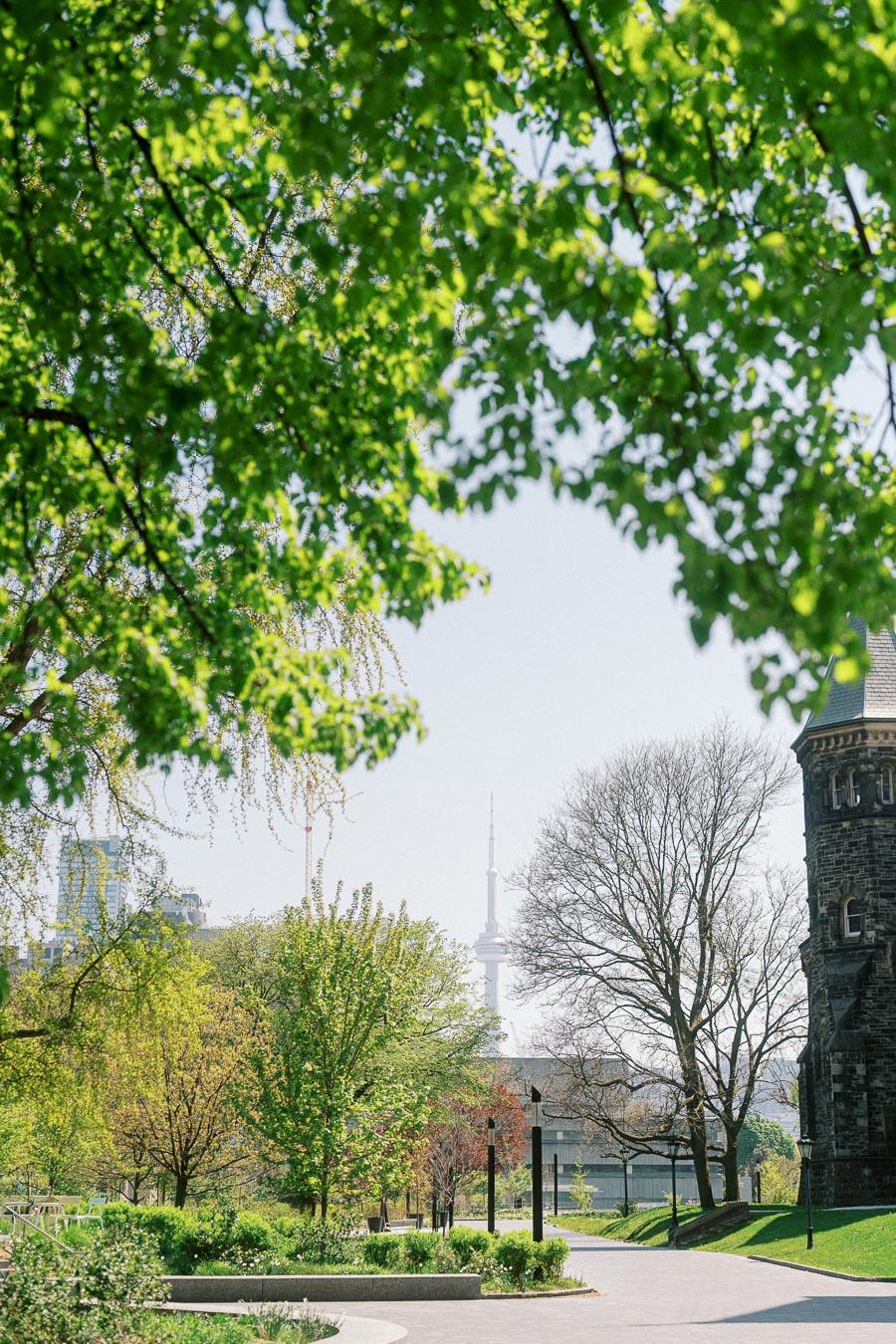 Couple walking together on a sunlit University of Toronto pathway, surrounded by green trees and historic architecture, CN Tower visible.