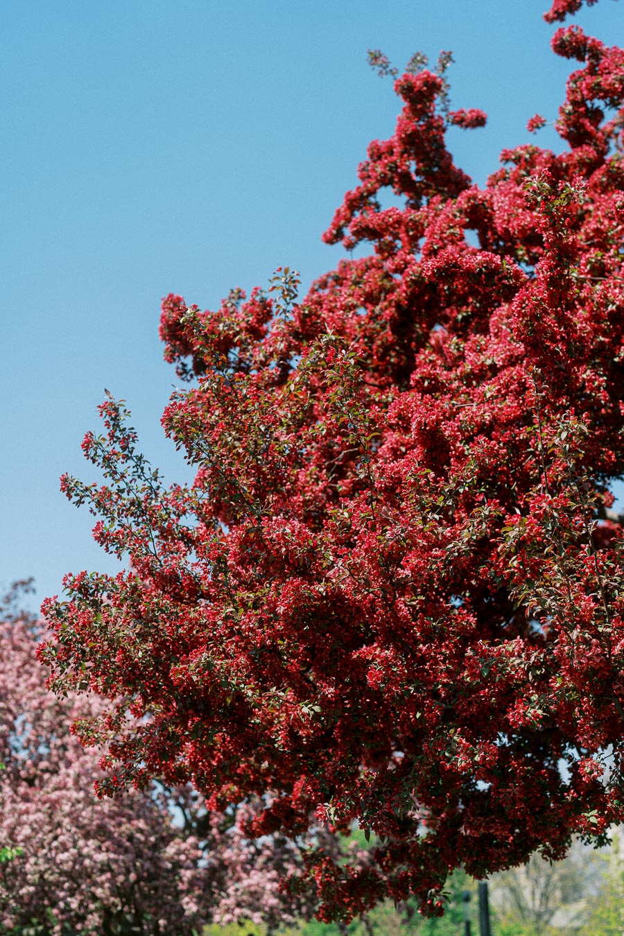 Lush red flowering tree in full bloom under a clear blue sky on the University of Toronto campus in springtime.