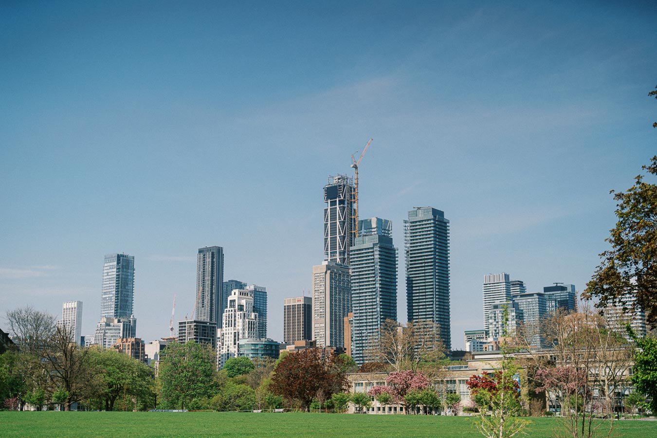 Toronto skyline with tall buildings and construction crane, viewed over University of Toronto campus with green lawn and blooming spring trees.