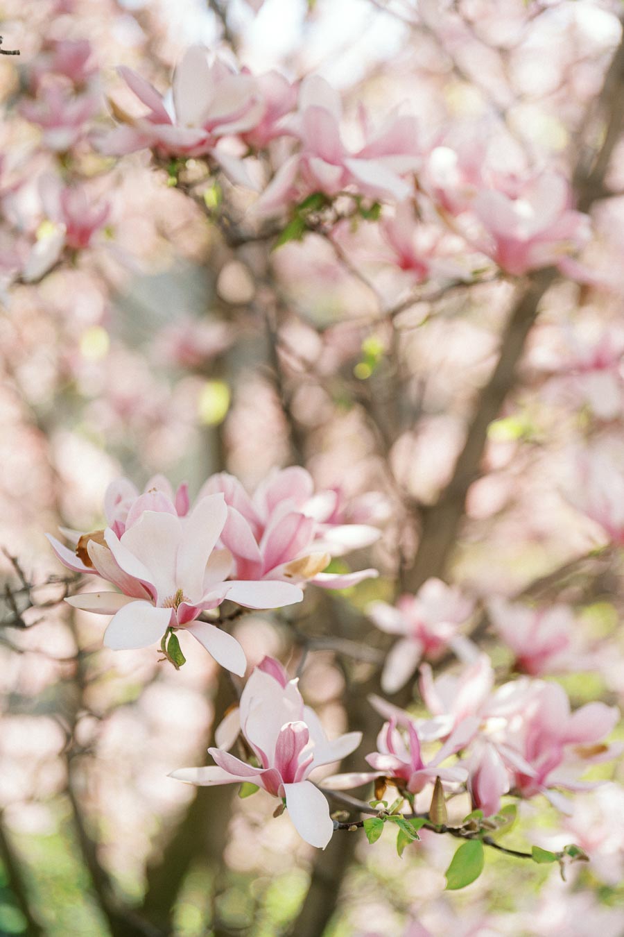 Close-up of pink magnolia blossoms on a branch with soft sunlight highlighting the spring blooms at the University of Toronto.