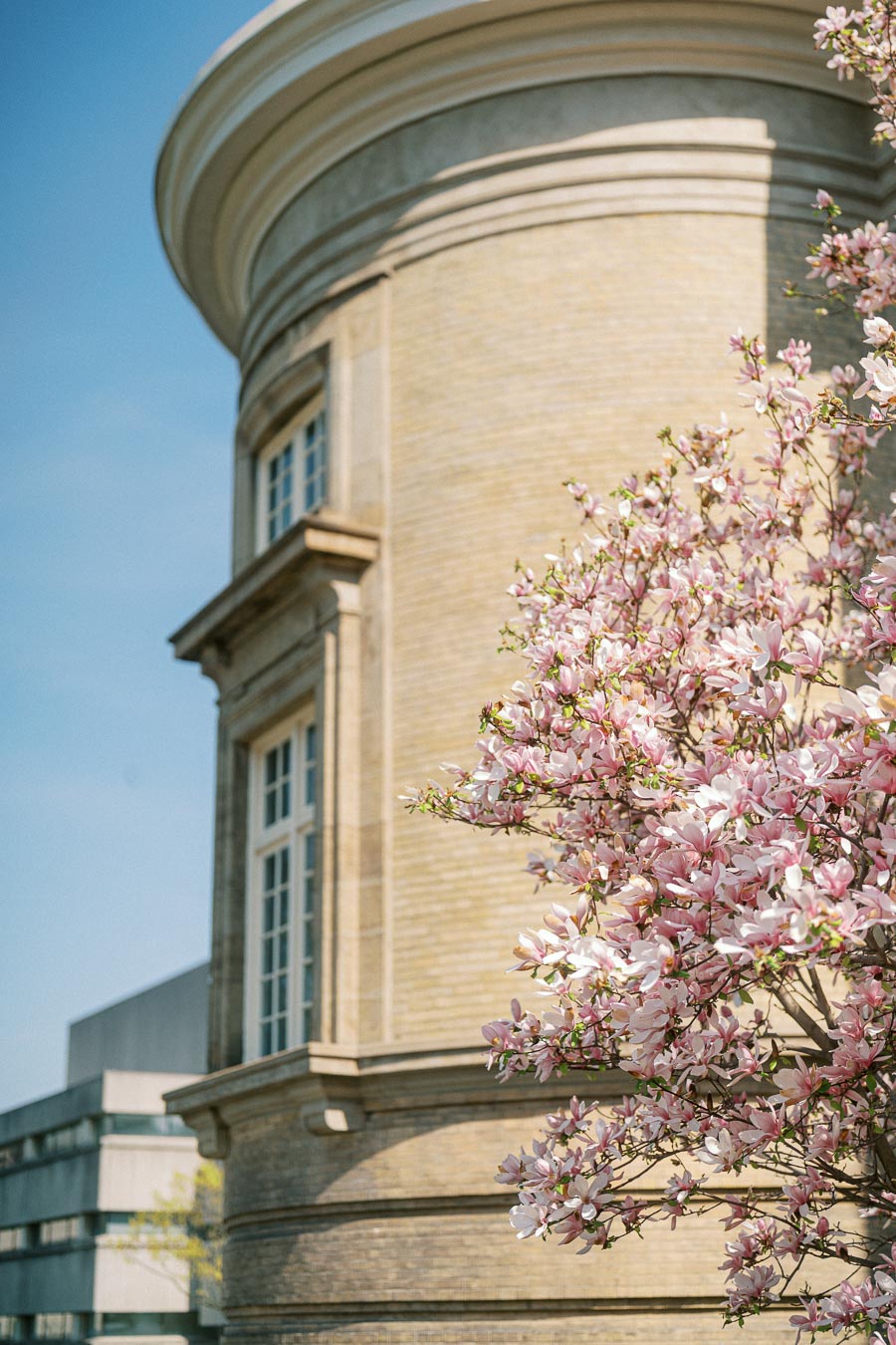 Pink magnolia blossoms in the foreground with a historic University of Toronto building and blue sky in the background.
