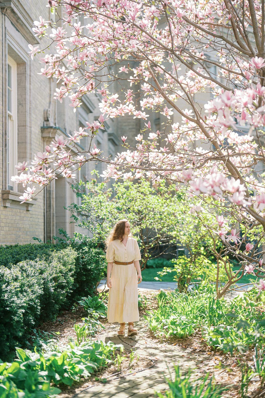 Woman in a light dress walking on a garden path under blooming pink magnolia trees at the University of Toronto in spring sunlight.