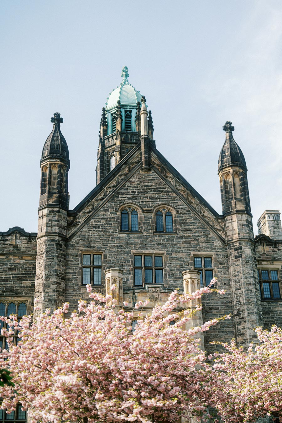 Gothic-style stone building at University of Toronto with pink cherry blossoms in full bloom in the foreground.