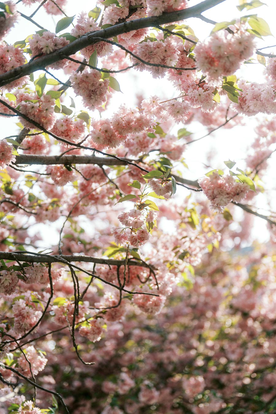 Soft sunlight filters through branches covered in vibrant pink cherry blossoms, creating a dreamy spring atmosphere on campus.