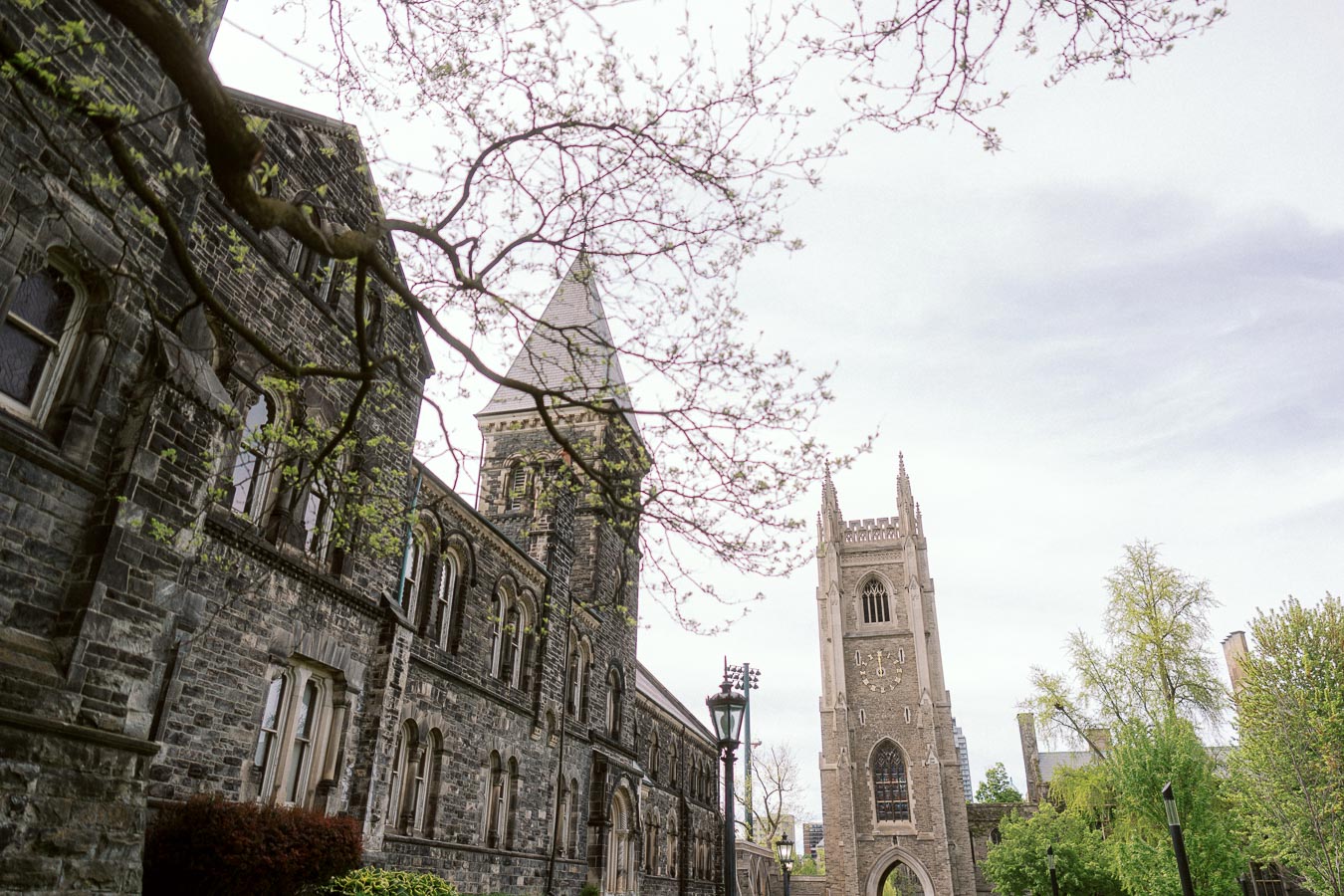 Stone buildings and a tall clock tower at the University of Toronto St. George campus, with tree branches and greenery in the foreground.